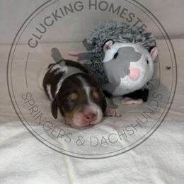 Possum - Piebald female Dachshund puppy in Fond Du Lac, Wisconsin from Clucking Homestead Springers & Dachshunds