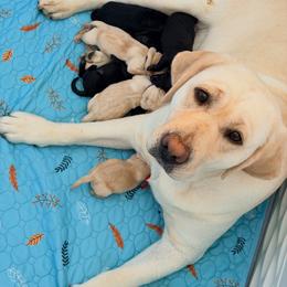 Lana - Labrador Retriever