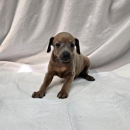 Hari - Fawn male Italian Greyhound puppy in Newalla, Oklahoma from Heartland Iggys
