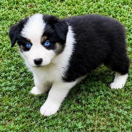 Sage - Black tri-color male Australian Shepherd puppy in Howardsville, Virginia from Spectacular Aussies and Cavaliers