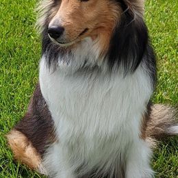 Shetland Sheepdogs from Whitehaven Farm Shelties