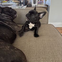French Bulldog All Grown Up from Pipsters of North Carolina