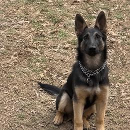 Trauma - Black and tan female German Shepherd puppy in Beech Grove, Arkansas from Ze Zadnich lesu