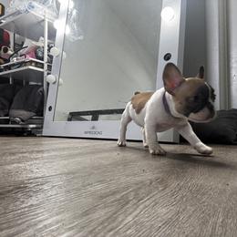 Girl 3 - female French Bulldog puppy in Anaheim, California from Brightest Days Ahead