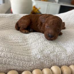 Yellow - Red  male Poodle puppy in Brooksville, Florida from Abby’s Standard Goldendoodles