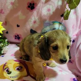 Dachshund Puppies from CLARK'S BREEDING PROGRAM