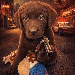 Dilute Retriever, French Bulldog, Labrador Retriever, and Leonberger Puppies from QVR Labradors and Leonbergers