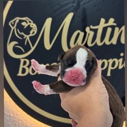 Boy 1 - Fawn male Boxer puppy in Orlando, Florida from Martinez AKC Boxers of Central Florida