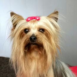 Yorkipoos and Yorkshire Terriers from Spirit Valley Family