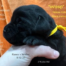 Wasp - Yellow Collar, Black Female - 3,500 - Black female Labrador Retriever puppy in Eaton Rapids, Michigan from Higher Ground Labradors