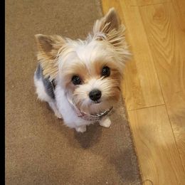 Sugar - Yorkshire Terrier