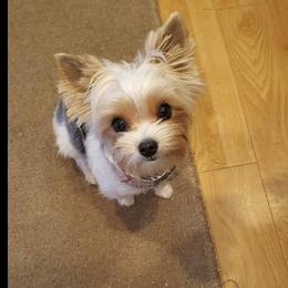Sugar - Yorkshire Terrier
