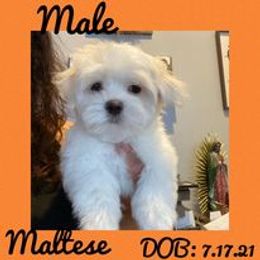 Biewer Terrier, Maltese, Maltipoo, and Poodle Puppies from Maltipoo Tiny Pups