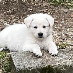 Berger Blanc Suisse Puppies from Hollybrook White Shepherds