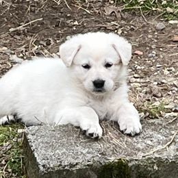 Berger Blanc Suisse Puppies from Hollybrook White Shepherds