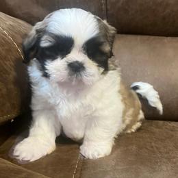 AKC Legend - Brindle and white male Shih Tzu puppy in Greenville, South Carolina from Babyface Shih Tzu