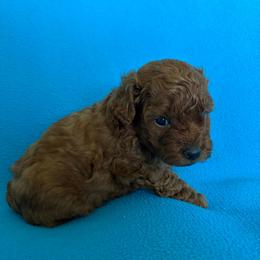 Colby - Red  male Poodle puppy in Blanchard, Oklahoma from Teresa’s Fur Babies
