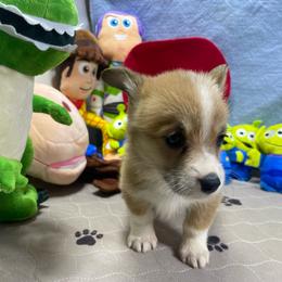 Anna - Red female Pembroke Welsh Corgi puppy in Apison, Tennessee from Ashmore Corgis