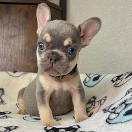 Cynthia - Tricolors female French Bulldog puppy in Colorado Springs, Colorado from Sun Mountain Frenchies
