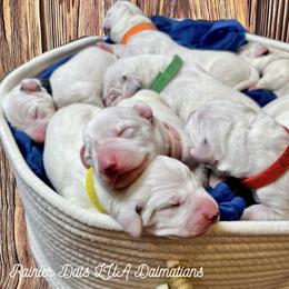 Dalmatian Puppies from Rainier DALS LUA Dalmatians of Washington