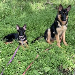 Australian Shepherd and German Shepherd Puppies from Trademark Kennels