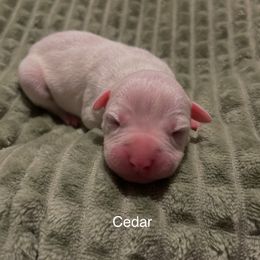 American Pit Bull Terrier Puppies from Wyngate Puppy Breeders