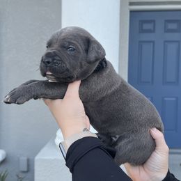Cane Corso Puppies from Valyrian Cane Corsos