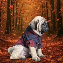 Pug Puppies from Lisa's Pugalicious Pugs