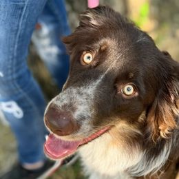Border Collies from Wisdom and Healing Border Collies