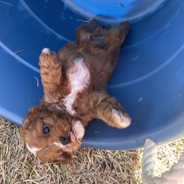 Cavapoo and Shihpoo Puppies from Haus of Doodles