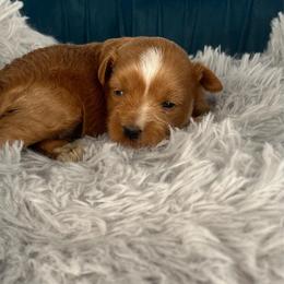Ember - Wheaten female Miniature Schnauzer puppy in Norman, Oklahoma from Priscilla's Miniature Schnauzers