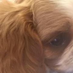 English Toy Spaniels from Kerry Betts' English Toy Spaniels