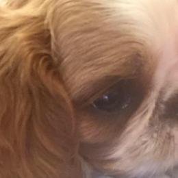 English Toy Spaniels from Kerry Betts' English Toy Spaniels