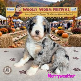 Merryweather - Blue merle female Bernedoodle puppy in Banner Elk, North Carolina from Walnut Tree Bernedoodles