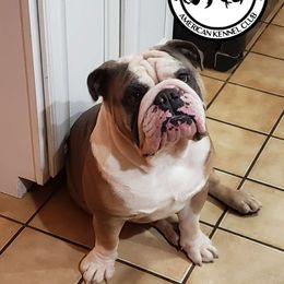 Brutus - Bulldog