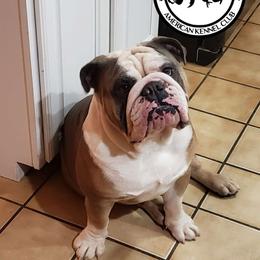 Brutus - Bulldog