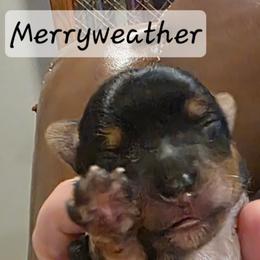 Merryweather - Black and tan female Yorkshire Terrier puppy in San Angelo, Texas from Eleventyseven Yorkies
