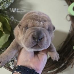 Boy 1 - Isabella dilute male Chinese Shar-Pei puppy in Four Oaks, North Carolina from DCSHARPEI
