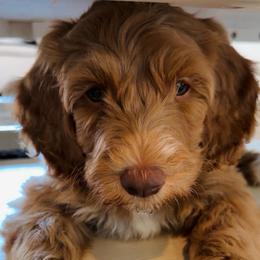 Green - male Golden Mountain Doodle puppy in Leander, Texas from Olive Grove Doodles