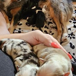 Australian Shepherd Puppies from Gypsy River Aussies