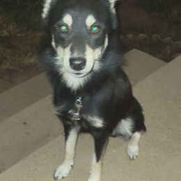 Squidward - Tri-color Pomsky puppy in Stover, Missouri from Lx2 County Line Pomskis