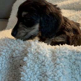 Dachshunds from Emjay Miniature Dachshunds