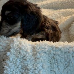 Dachshunds from Emjay Miniature Dachshunds
