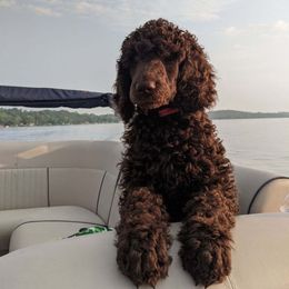 Poodle Puppies from Poodle Sense