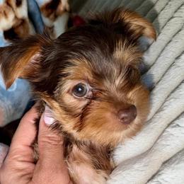 Ragnar - Chocolate and tan male Yorkshire Terrier puppy in Cape Coral, Florida from Katherine’s Yorkies and Poodles