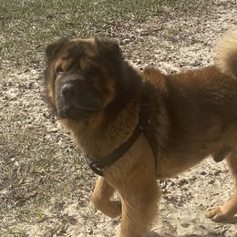 Morris - Chinese Shar-Pei