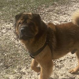 Morris - Chinese Shar-Pei