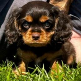 Hershey's double dip - Chocolate male Cavalier King Charles Spaniel puppy in Saint Augustine, Florida from STARGAZER CAVALIERS