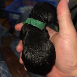 Cocker Spaniel Puppies from Classy Cockers of Wake Forest
