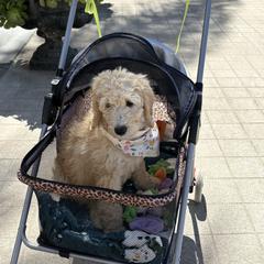 Lilac - Golden female Double Doodle puppy in El Cajon, California from Calibear Doodles